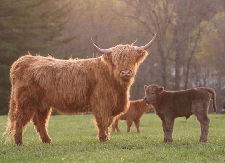 Embracing the Majestic Highland Cow